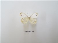 藏品(纖粉蝶)的圖片